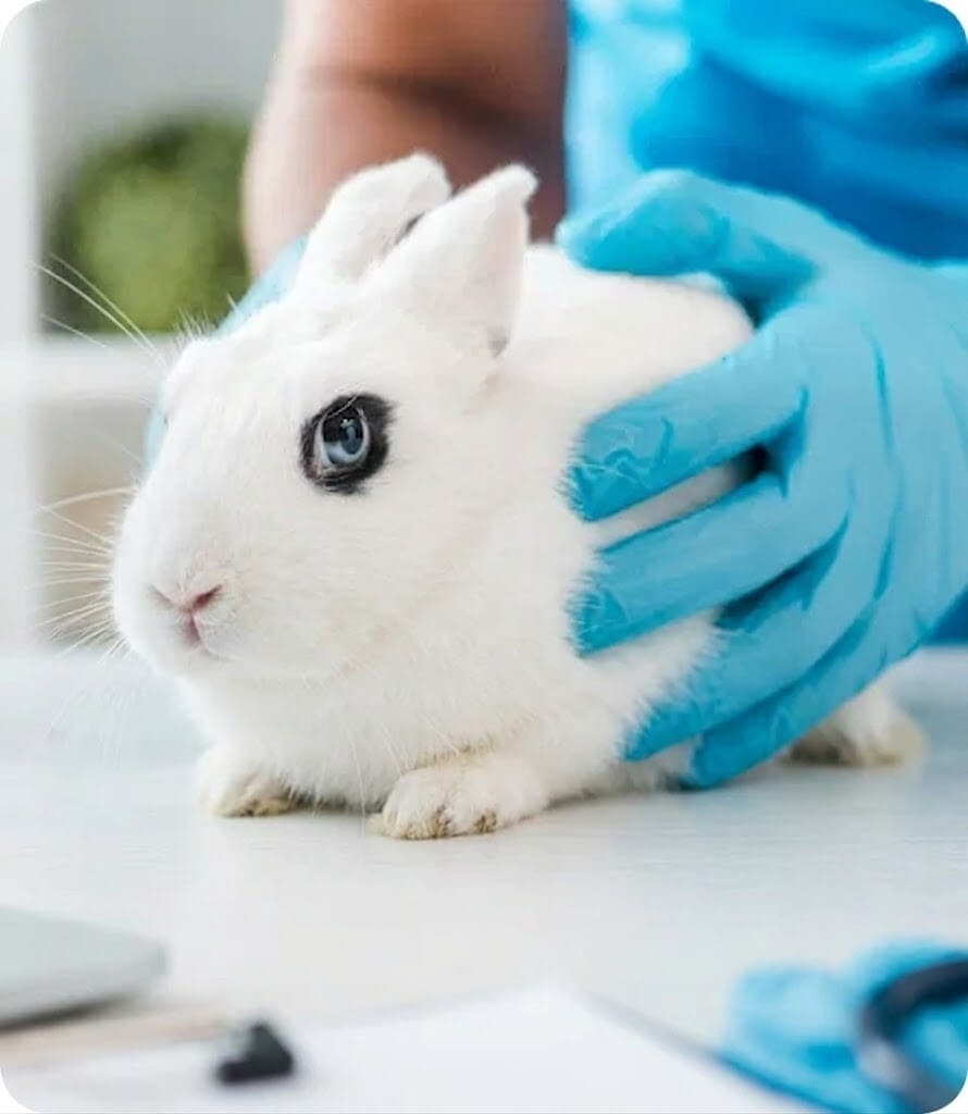 Animal testing is still legal in the US 